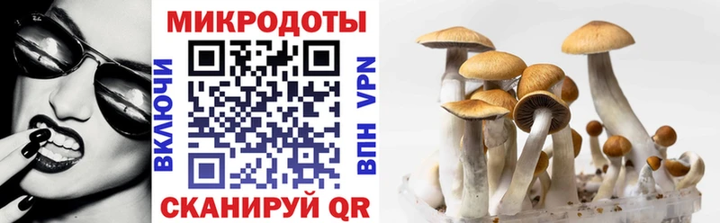 Галлюциногенные грибы Psilocybine cubensis  Купить  Белый 